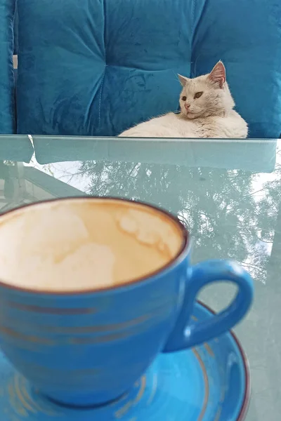 Morning Coffee White Cat — Photo