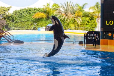 PUERTO DE LA CRUZ, TENERIFE, SPAIN - MARCH 1 , 2022: water shows with killer whales in Loro Park (Loro Parque) , Tenerife, Spain. 
