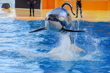 Killer whale or orca (Orcinus orca) , Tenerife