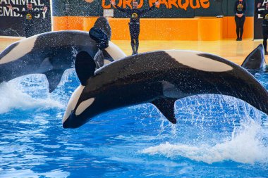 PUERTO DE LA CRUZ, TENERIFE, SPAIN - MARCH 1 , 2022: water shows with killer whales in Loro Park (Loro Parque) , Tenerife, Spain. 