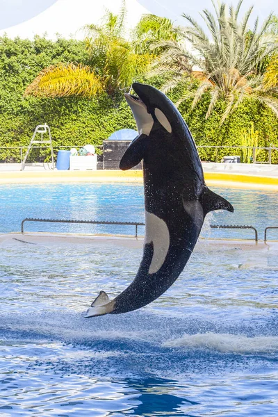 Killer Whale Orca Orcinus Orca Tenerife — Fotografia de Stock