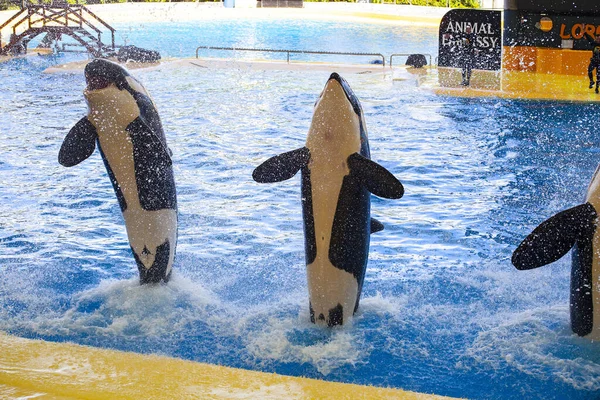 Puerto Cruz Tenerife Spain March 2022 Water Shows Killer Whales — Zdjęcie stockowe