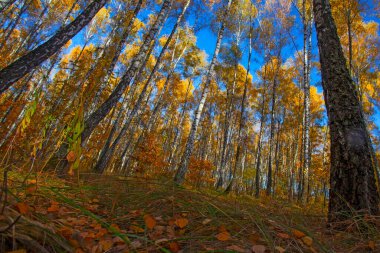 Beautiful golden yellow  birch grove in autumn