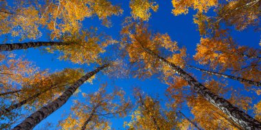 Beautiful golden yellow  birch grove in autumn against the sky