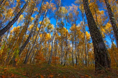 Beautiful golden yellow  birch grove in autumn