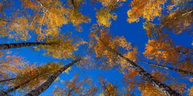 Beautiful golden yellow  birch grove in autumn against the sky