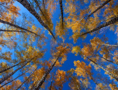 Beautiful golden yellow  birch grove in autumn against the sky