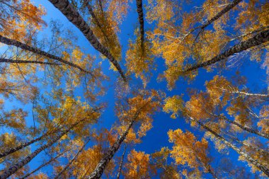 Beautiful golden yellow  birch grove in autumn against the sky