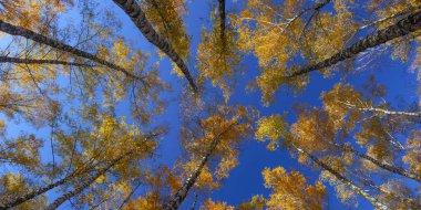 Beautiful golden yellow  birch grove in autumn against the sky