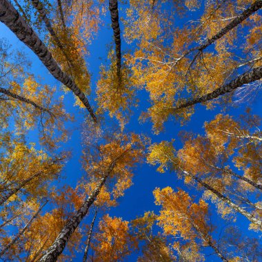 Beautiful golden yellow  birch grove in autumn against the sky