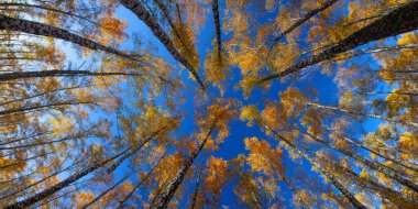 Beautiful golden yellow  birch grove in autumn against the sky