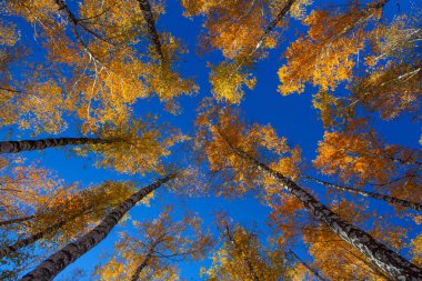 Beautiful golden yellow  birch grove in autumn against the sky