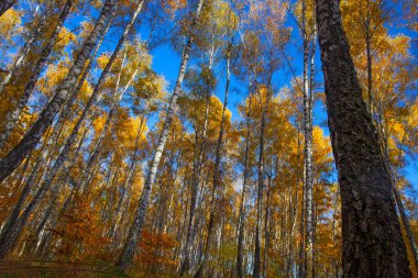 Beautiful golden yellow  birch grove in autumn