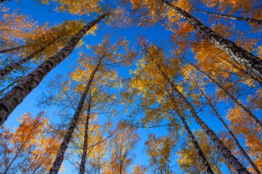 Beautiful golden yellow  birch grove in autumn against the sky