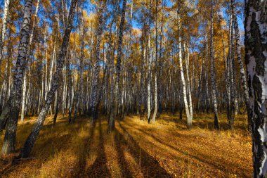 Beautiful golden yellow  birch grove in autumn