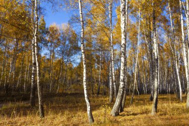 Beautiful golden yellow  birch grove in autumn