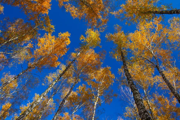 Όμορφη Χρυσή Κίτρινη Σημύδα Άλσος Φθινόπωρο Ενάντια Στον Ουρανό — Φωτογραφία Αρχείου