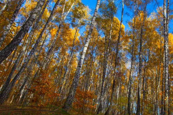 Beautiful golden yellow  birch grove in autumn