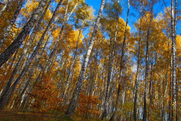 Красивий Золотий Жовтий Березовий Гай Восени — стокове фото
