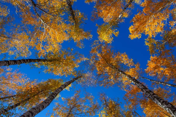 Beautiful golden yellow  birch grove in autumn against the sky