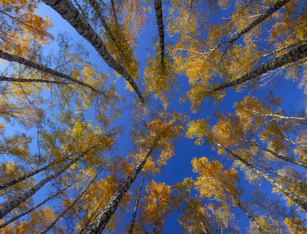 Beautiful golden yellow  birch grove in autumn against the sky