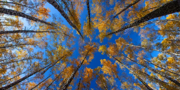 Beautiful Golden Yellow Birch Grove Autumn Sky — 图库照片