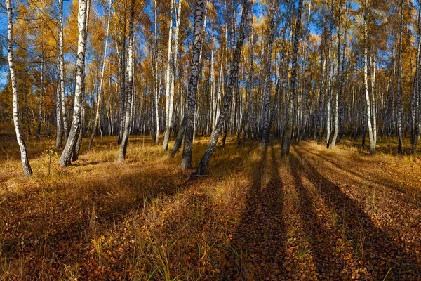 Beautiful golden yellow  birch grove in autumn