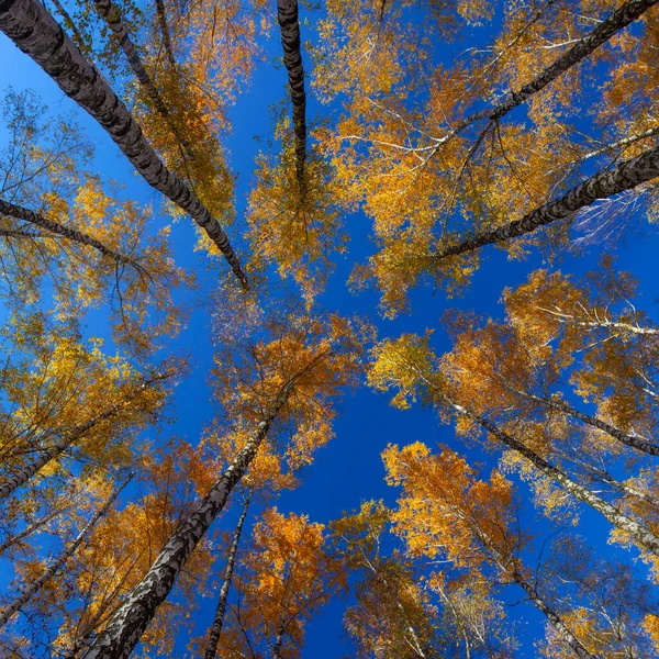 Beautiful golden yellow  birch grove in autumn against the sky