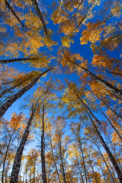 Beautiful golden yellow  birch grove in autumn against the sky