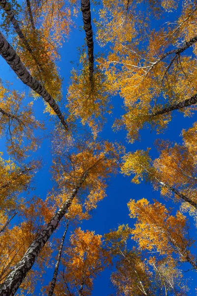 Beautiful Golden Yellow Birch Grove Autumn Sky — 图库照片