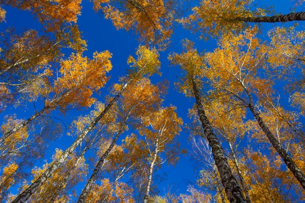 Beautiful Golden Yellow Birch Grove Autumn Sky — 图库照片