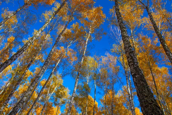 Beautiful Golden Yellow Birch Grove Autumn Sky — 图库照片