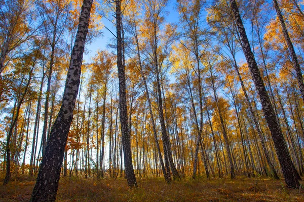 Beautiful Golden Yellow Birch Grove Autumn — Stok fotoğraf