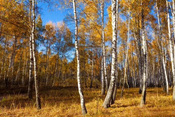 Beautiful Golden Yellow Birch Grove Autumn — ストック写真