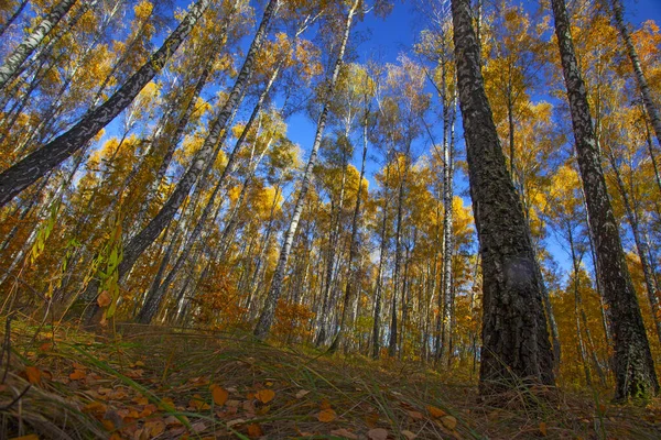 Beautiful Golden Yellow Birch Grove Autumn Imagen de archivo