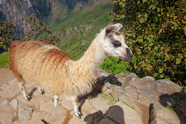 Lama Bonito Machu Picchu Cidade Antiga Peru — Fotografia de Stock