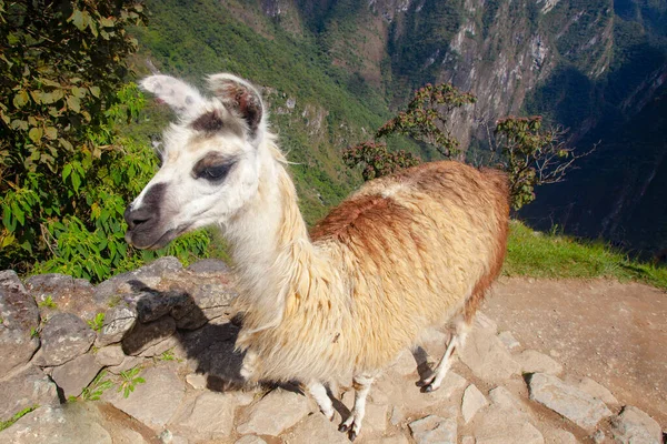 Carino Lama Machu Picchu Antica Città Perù — Foto Stock