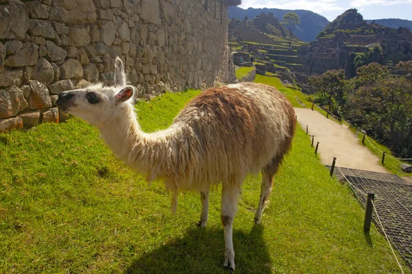 Lindo Lama Machu Picchu Ciudad Antigua Perú — Foto de Stock