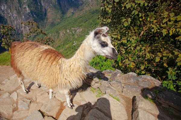 Roztomilé Lama Machu Picchu Starobylé Město Peru — Stock fotografie