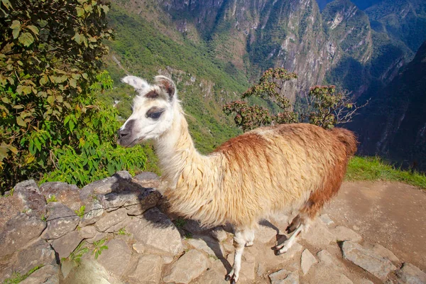 Mignon Lama Machu Picchu Ancienne Ville Pérou — Photo