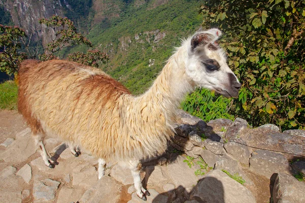 Mignon Lama Machu Picchu Ancienne Ville Pérou — Photo