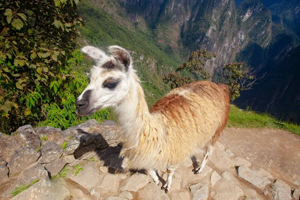 Mignon Lama Machu Picchu Ancienne Ville Pérou — Photo