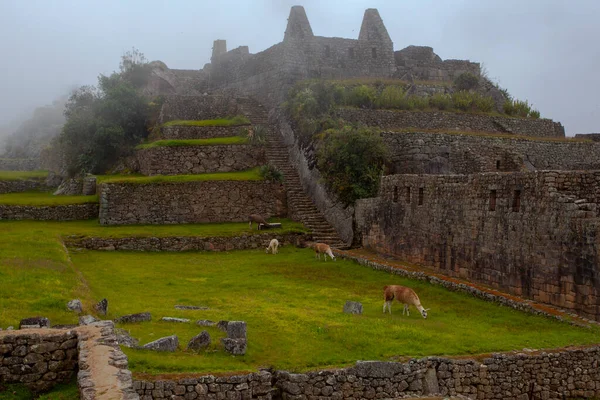 Lamas Grazing Machu Picchu Ancient Town Peru — ストック写真