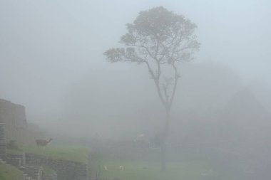 Machu Picchu ancient city view from Huchu'y Picchu in cloudy weather