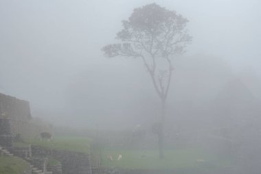 Machu Picchu ancient city view from Huchu'y Picchu in cloudy weather
