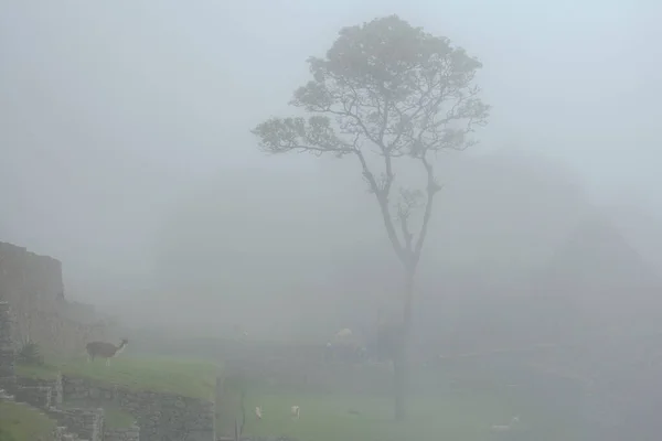 Machu Picchu Ancient City View Huchu Picchu Cloudy Weather — 图库照片