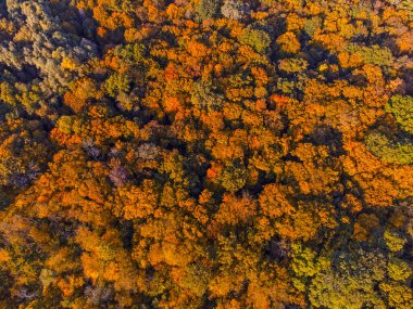 Autumn forest aerial view background taken in Kyiv, Ukraine