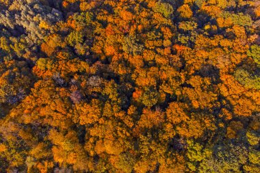 Autumn forest aerial view background taken in Kyiv, Ukraine