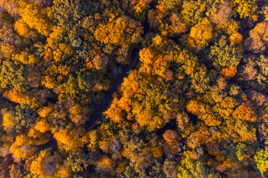 Autumn forest aerial view background taken in Kyiv, Ukraine