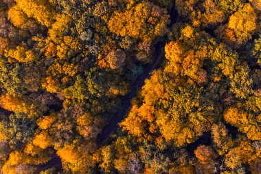 Autumn forest aerial view background taken in Kyiv, Ukraine